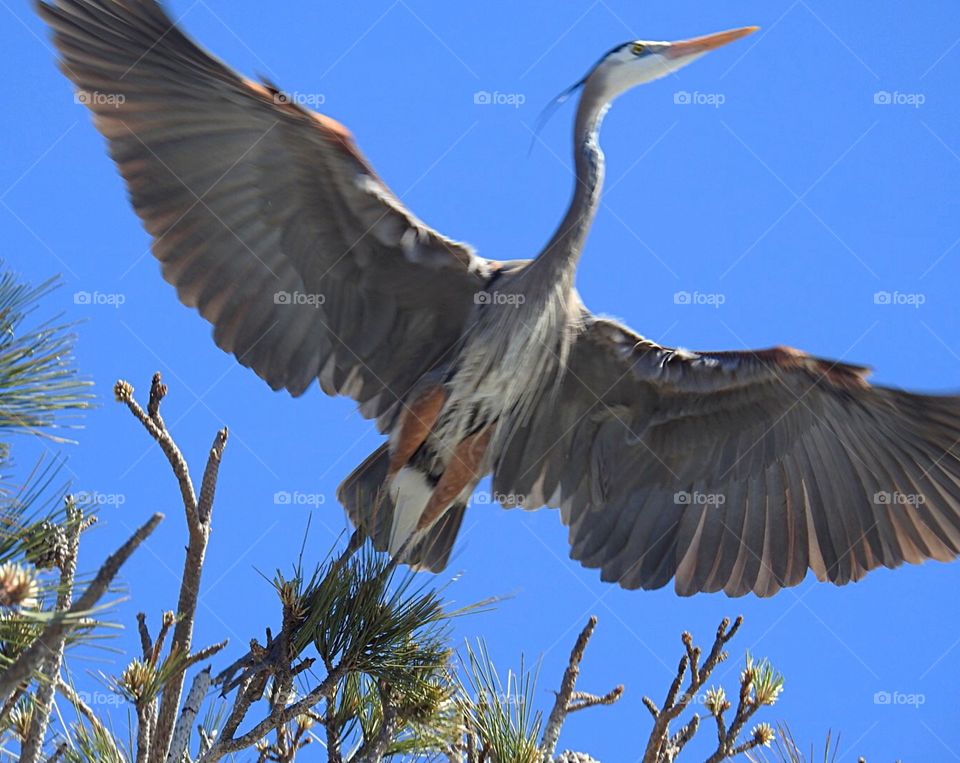 Great Blue Heron