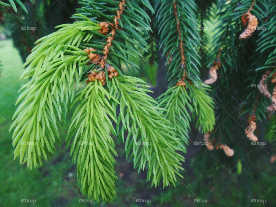 Close-up of tree branch