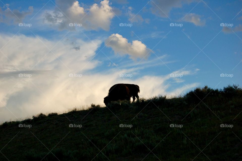Lone Buffalo