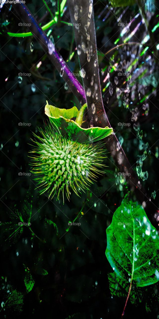 Métel_Datura innoxia