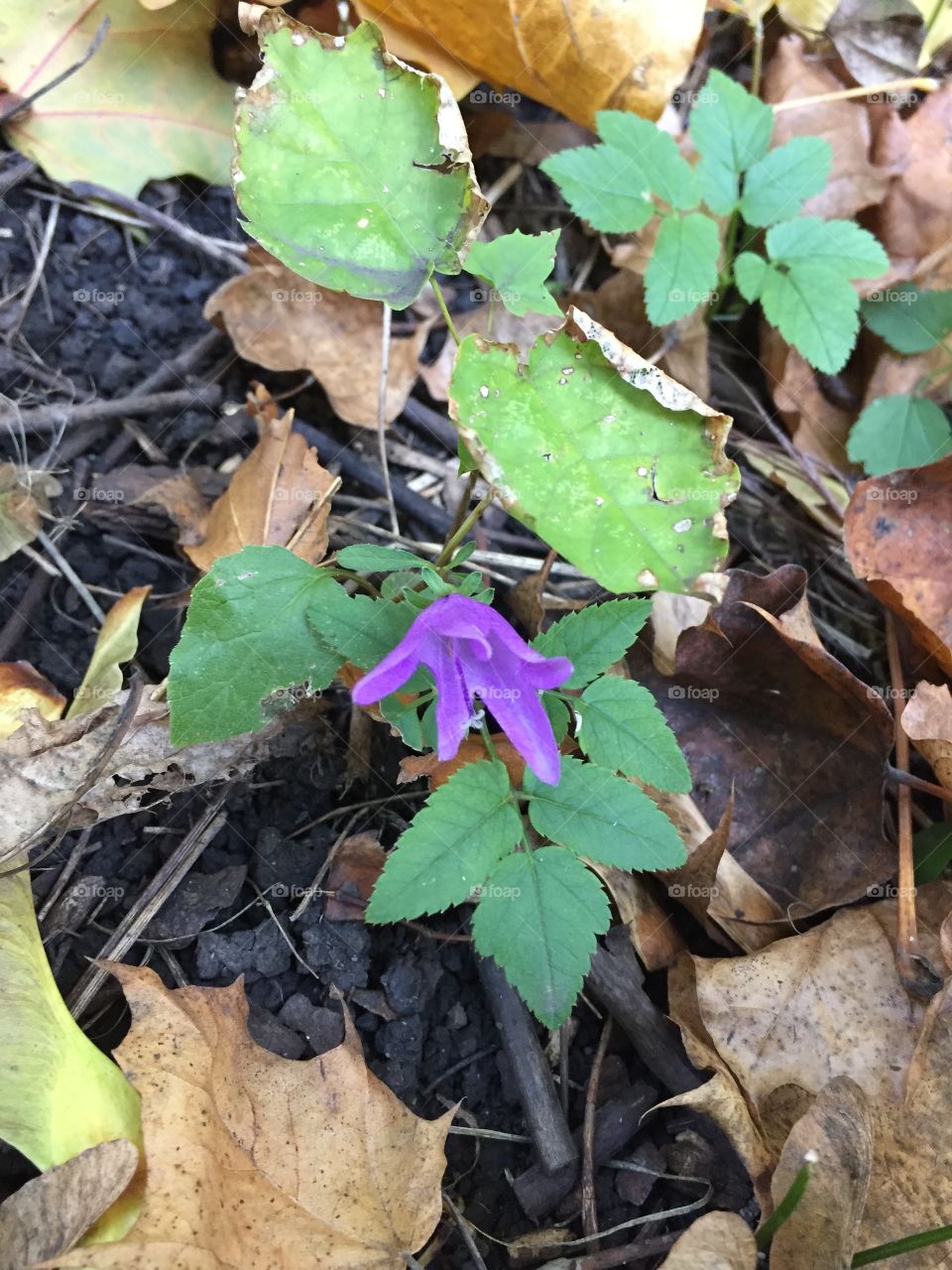 the last flower bell late in the fall in the forest