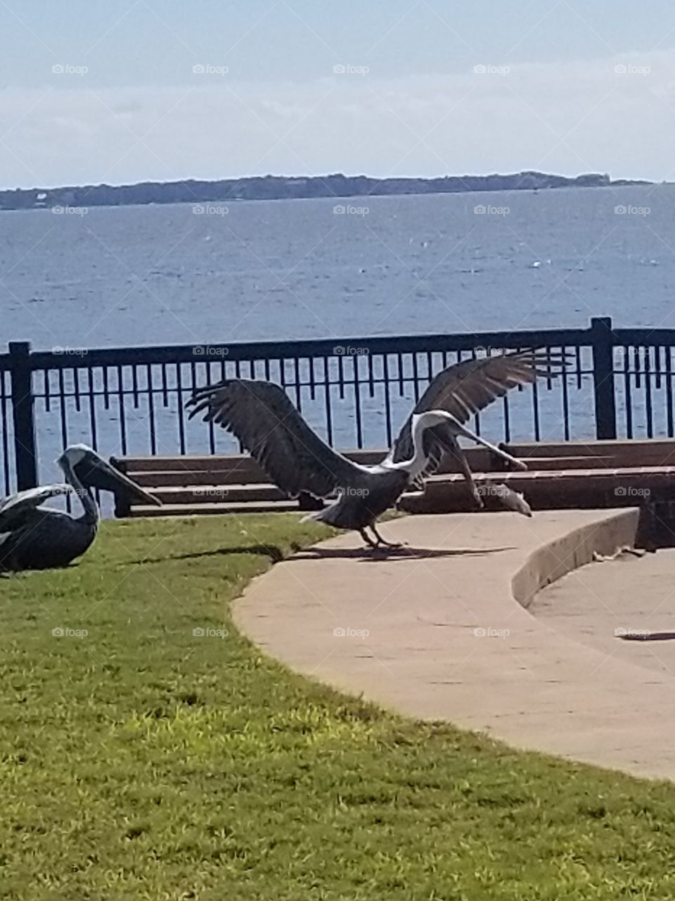 Pelicans