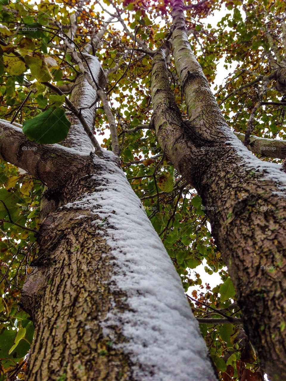 Tree snow