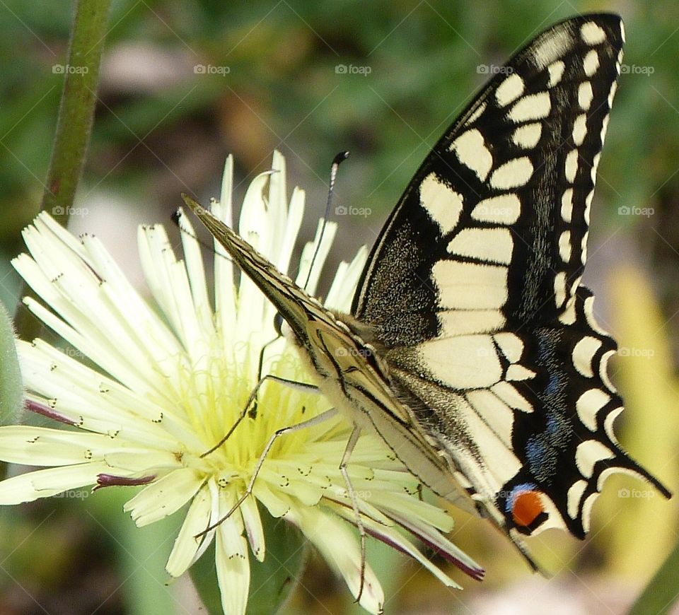Papillon Machaon