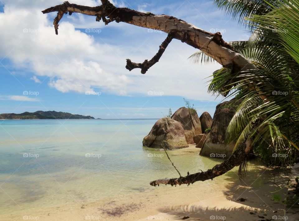 Dry tree trunk over the sea