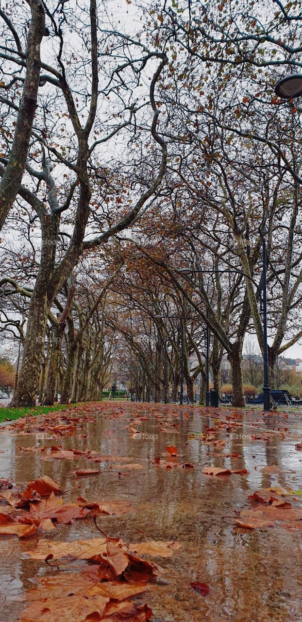 Park#trees#autumn#season#rain#leaves