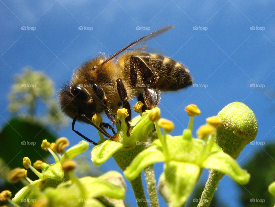 Buzzing on Ivy. Enjoying a pollen meal.