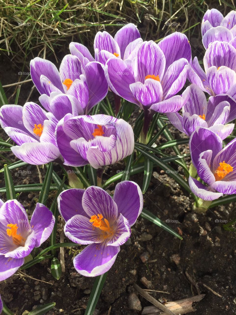 Crocus