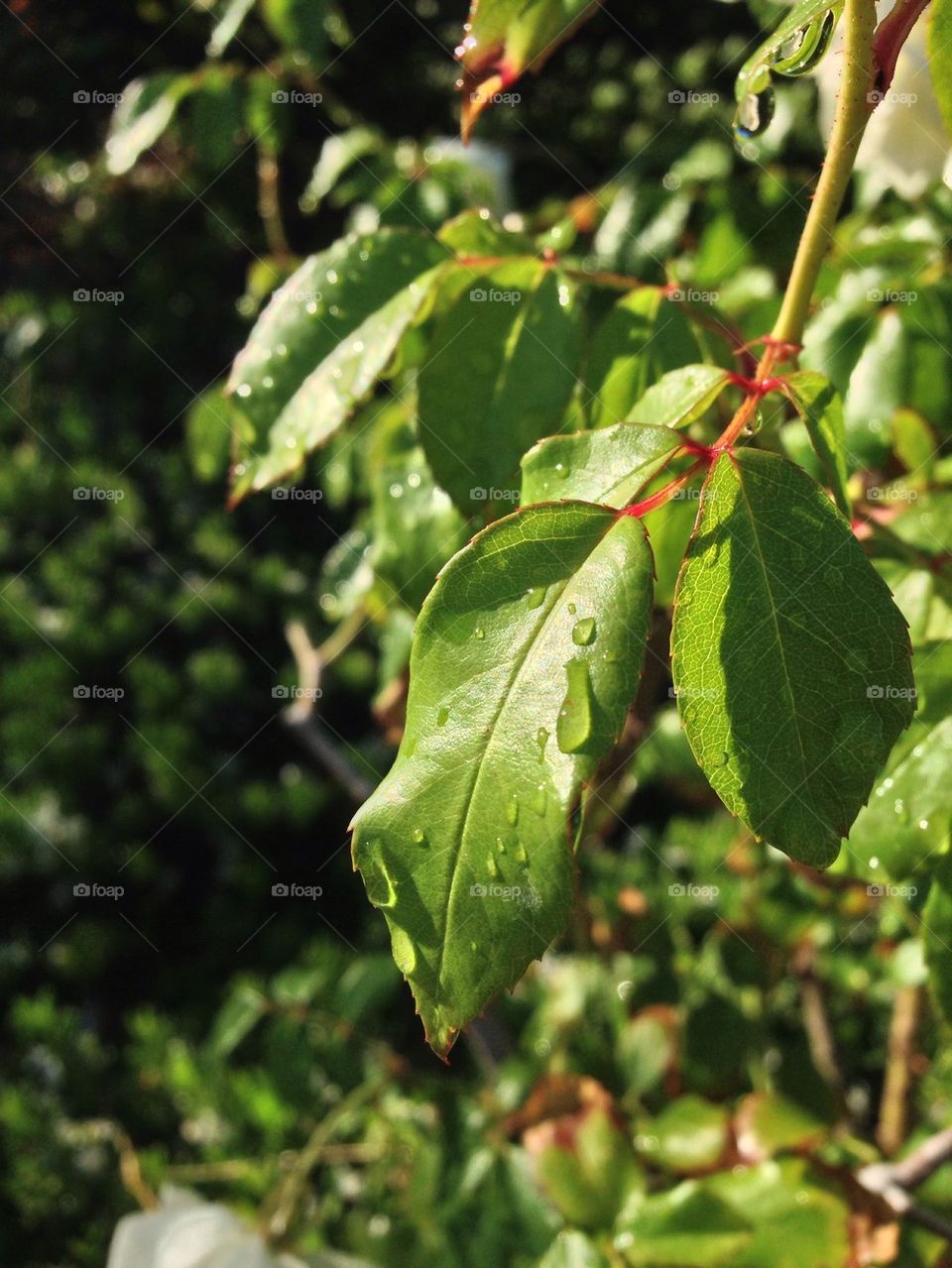 Leaf dew