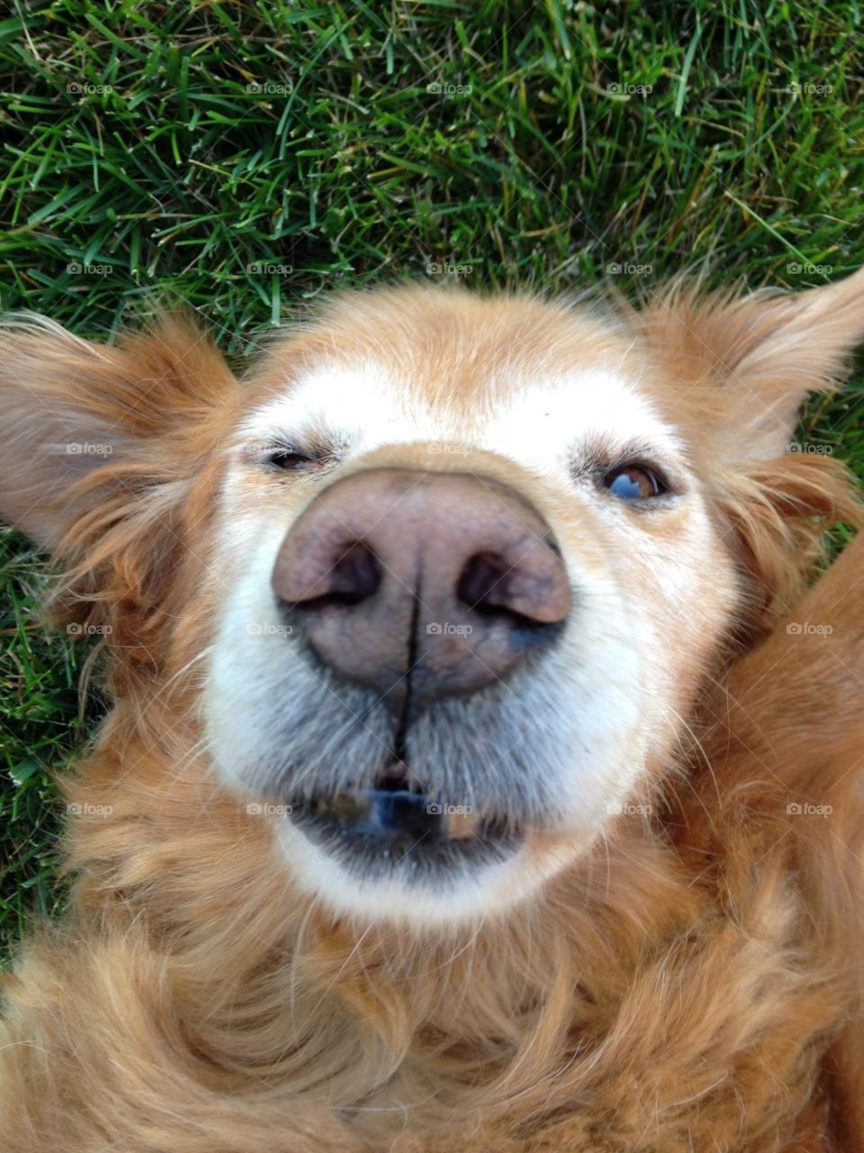 Old golden retriever 