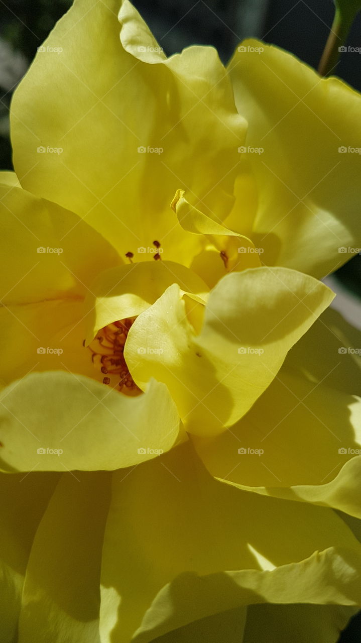 yellow rose flower closeup