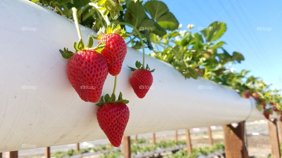 Ripened strawberries