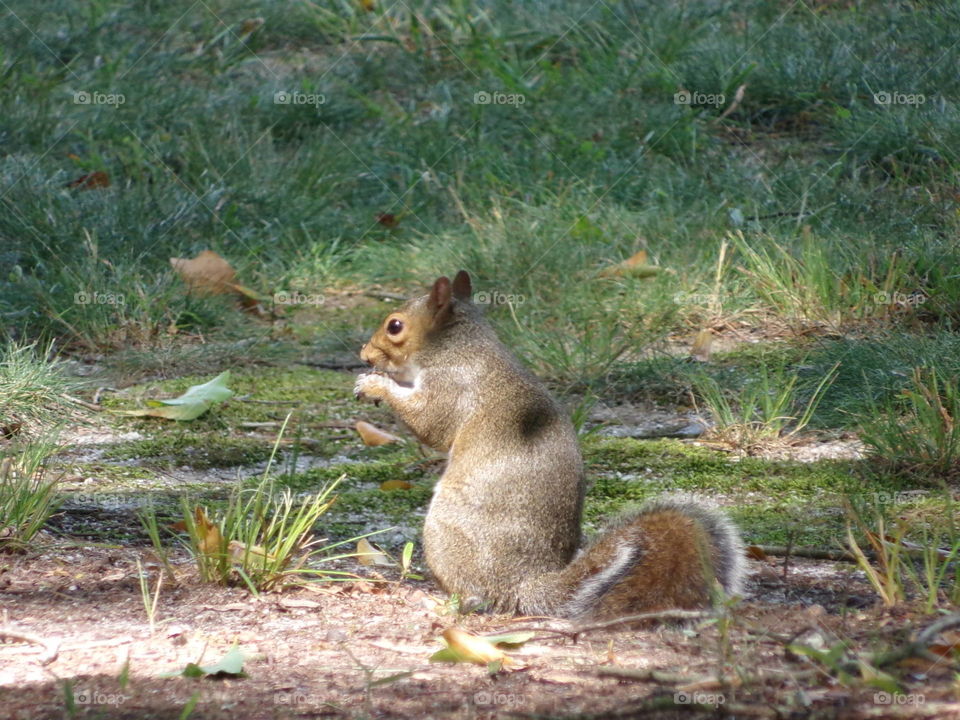squirrel