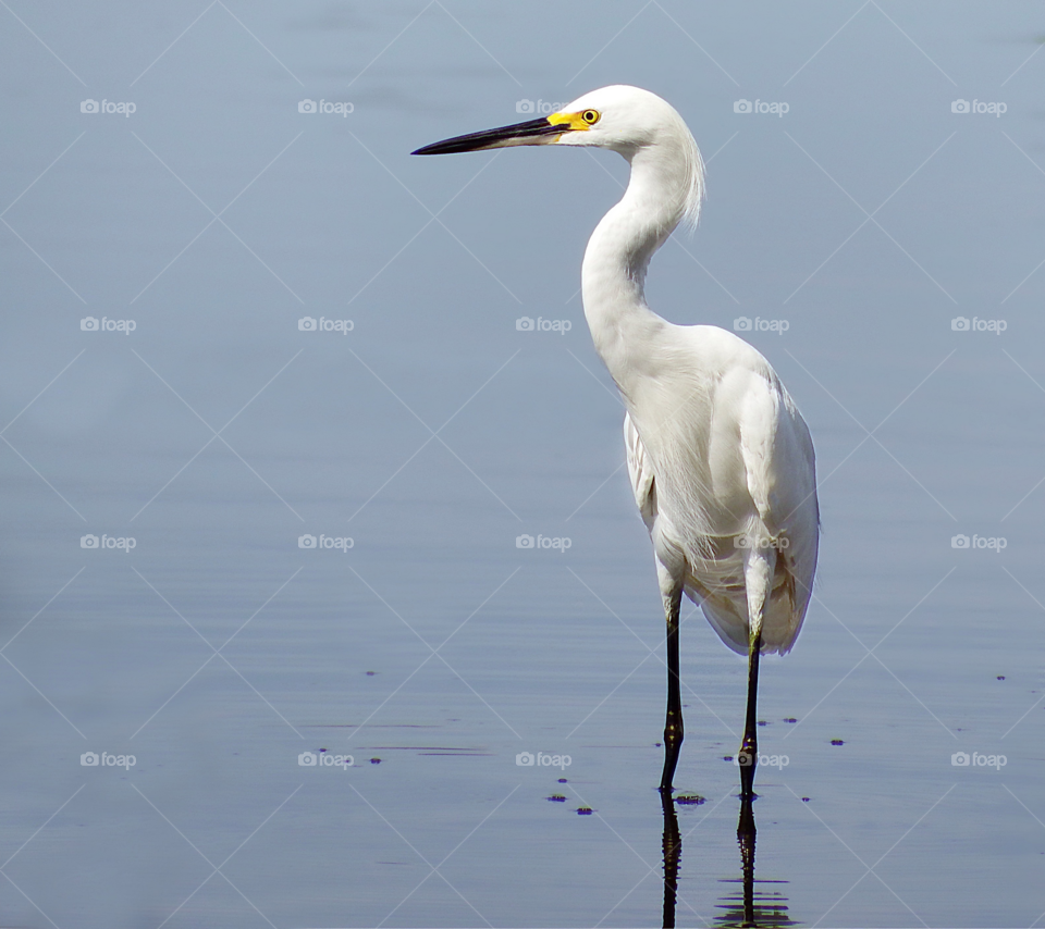 Snowy egret,