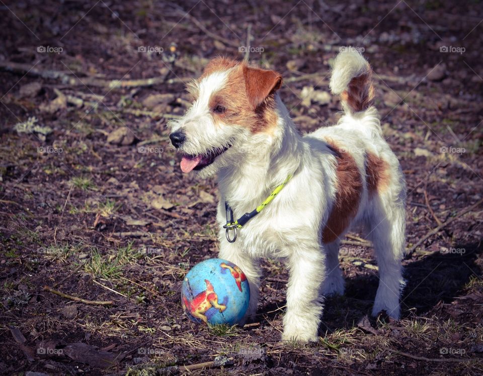 Dog. Dog playing with a toy