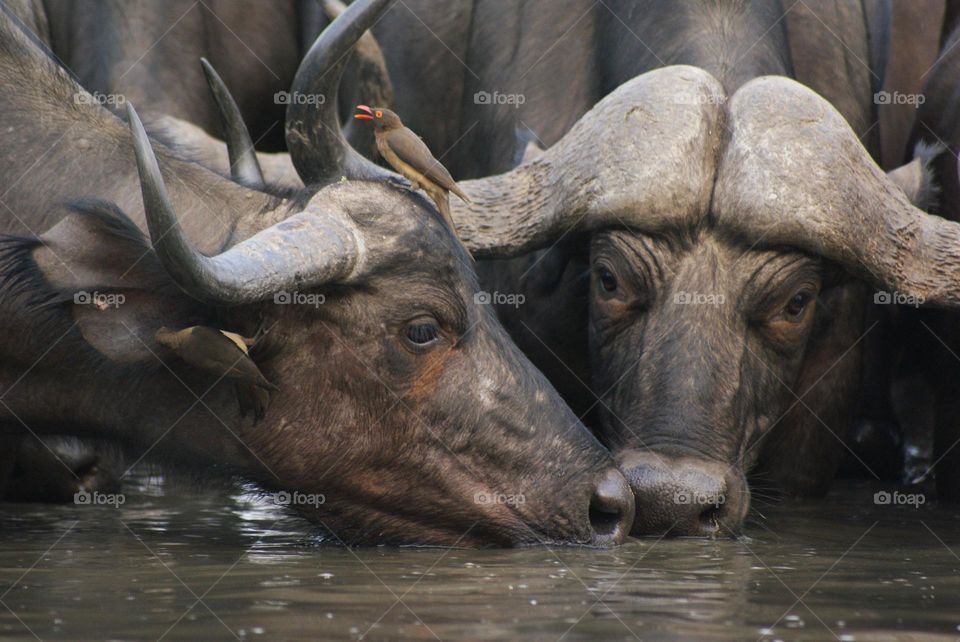 Two buffalos drinking water 