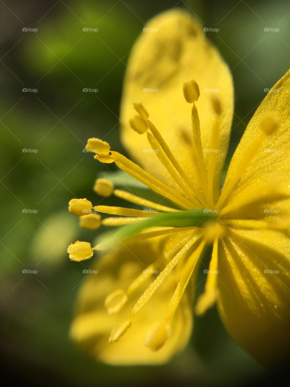 Yellow buttercup