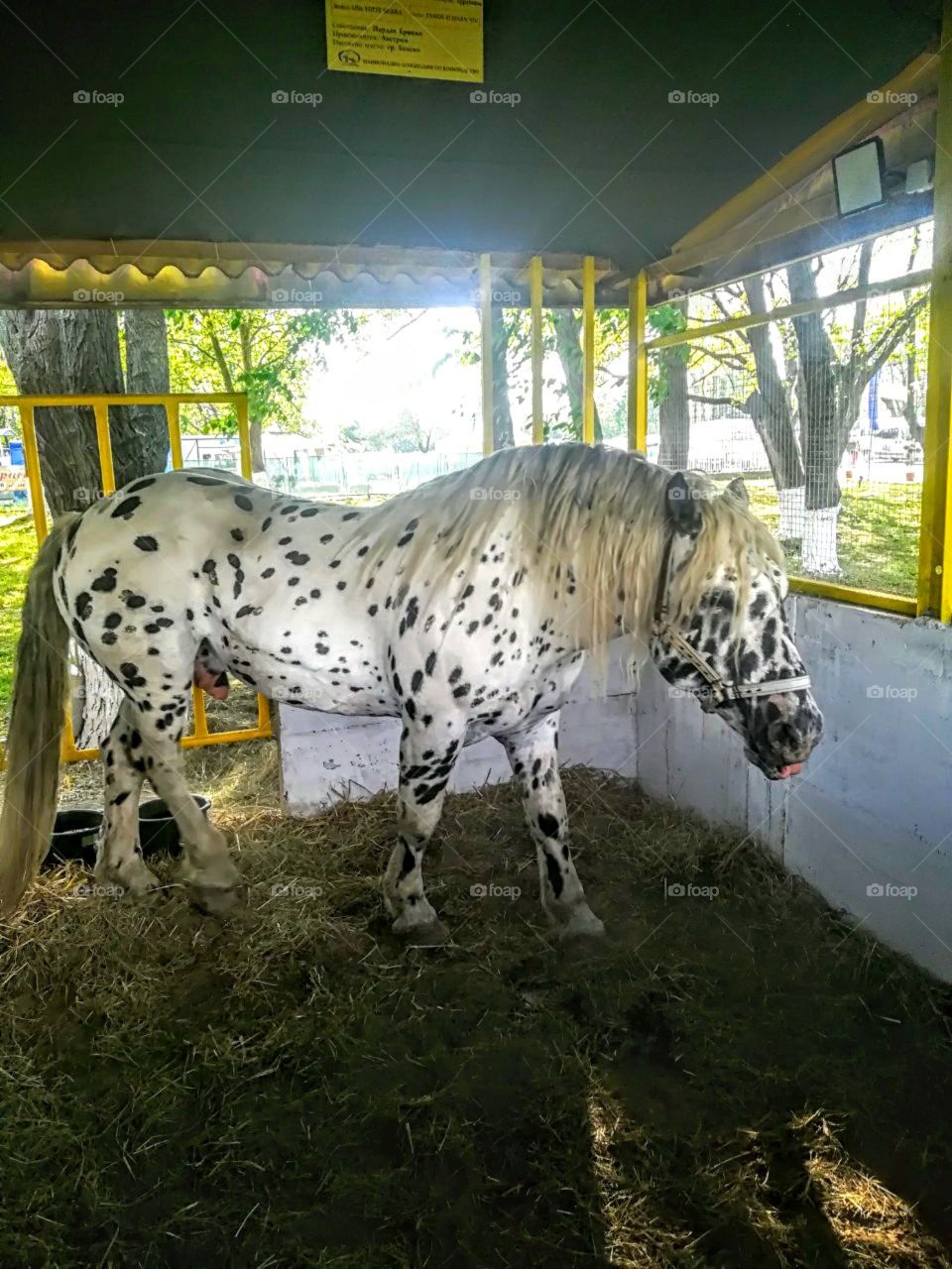 a Dalmatian horse