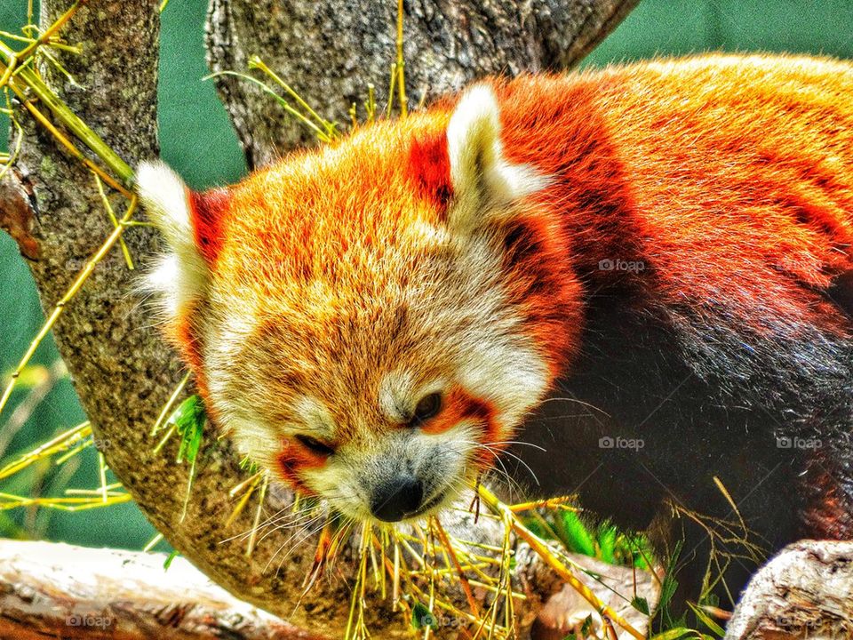 Red Panda