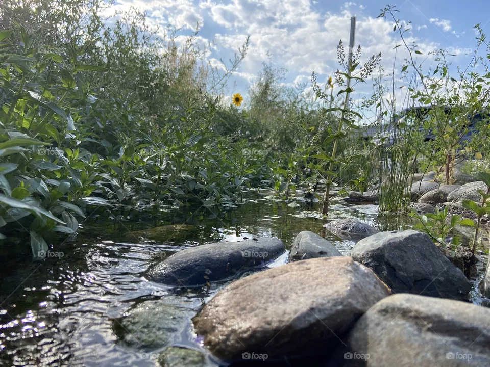Sunflower creek