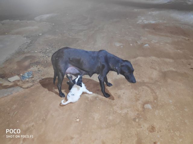 feeding
