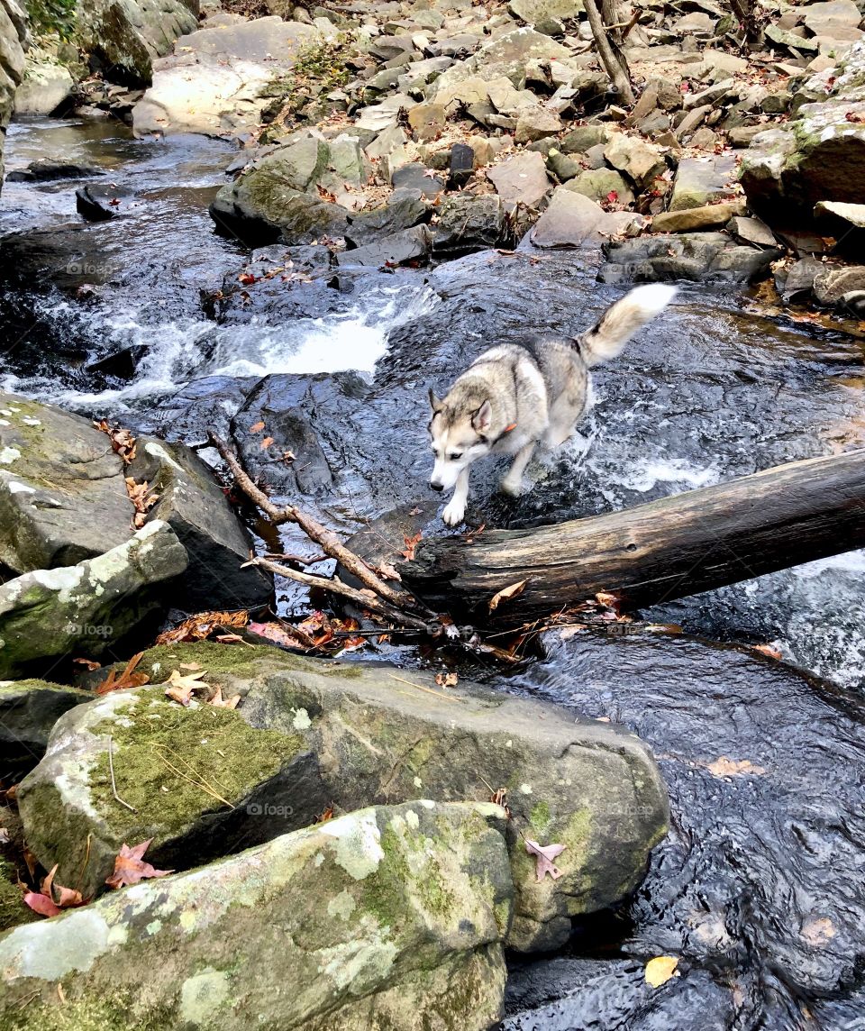 Husky dog crossing fast flowing creek in forest in autumn 