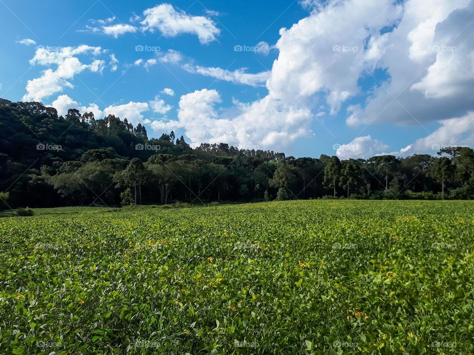 Sustainability in the Field: Soybean Plantation surrounded by Araucarias Forest in Southern Brazil.  Preservation of nature, without compromising productivity.