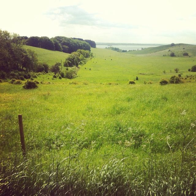 Green land