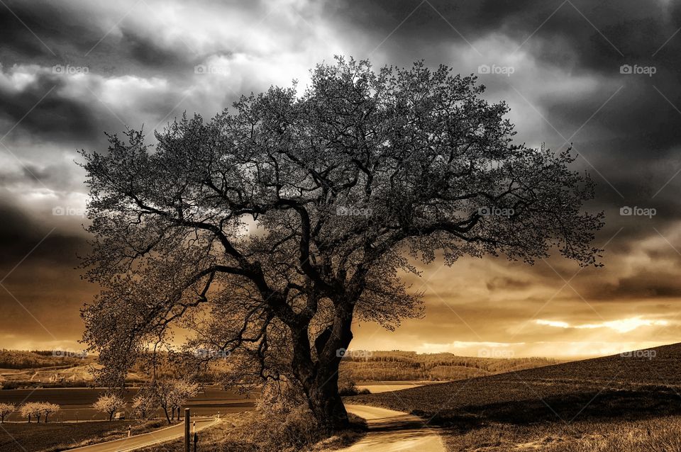 Surreal Baum im Herbst