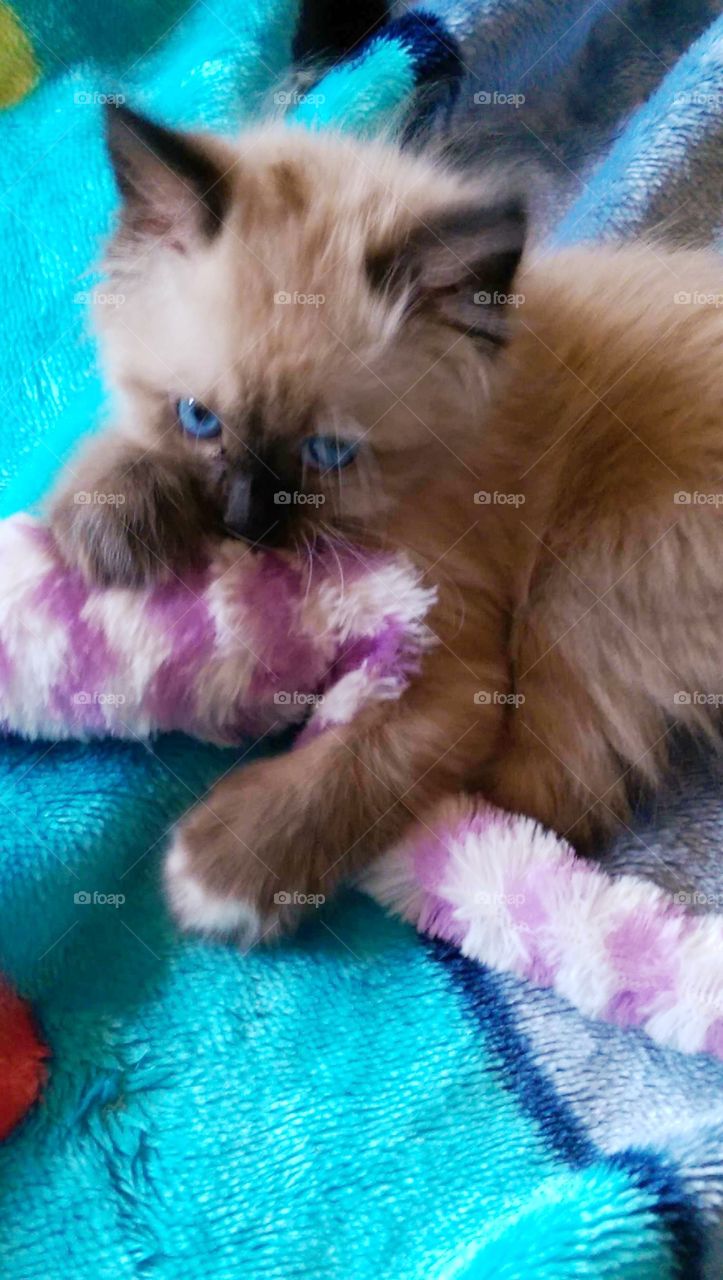 Tiny baby Bella with beautiful blue eyes and her favorite toy