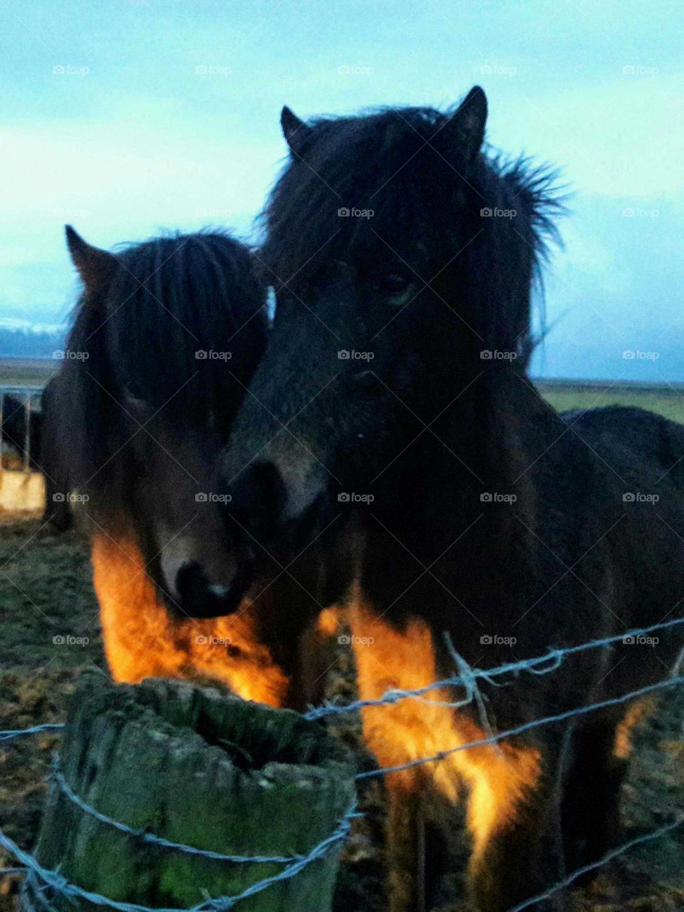 Icelandic horses