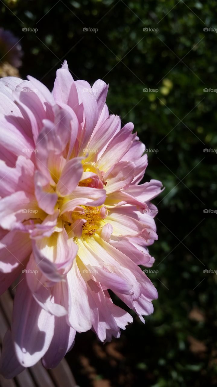 Close up of pink flower. Nature photo.