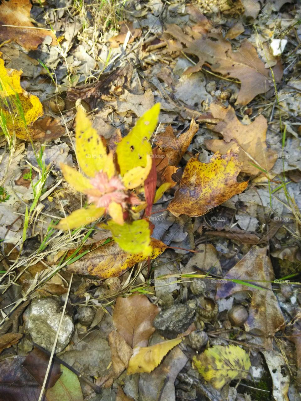 Beautiful fall in Oklahoma