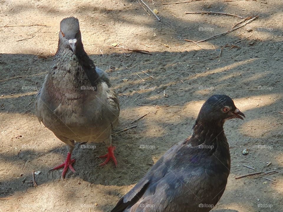 two pigeons dialogue