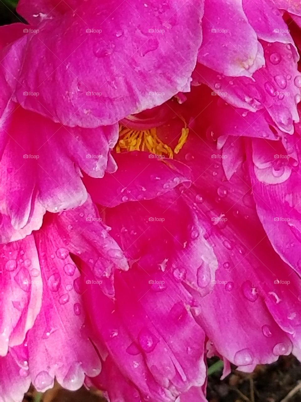 pink flower close-up  - background texture