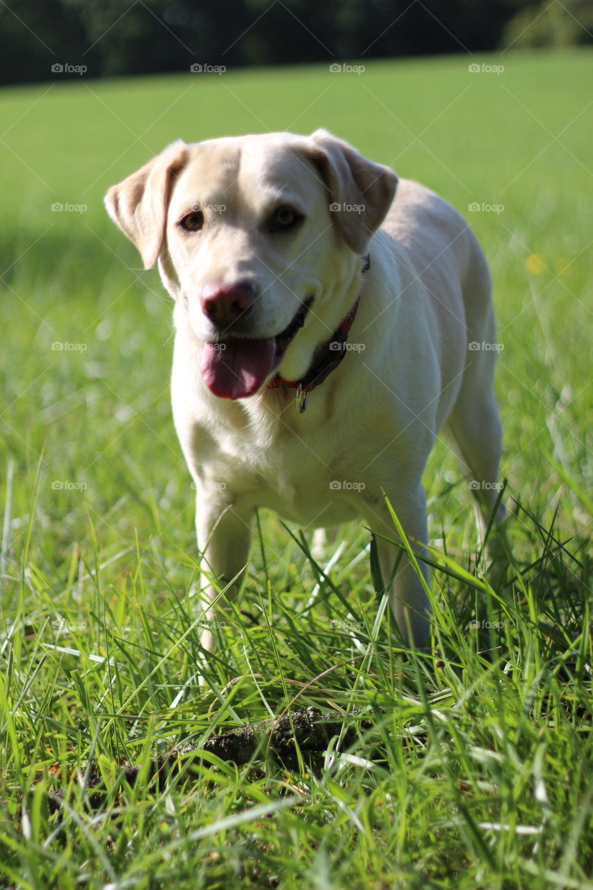 Portrait of a white dog standing