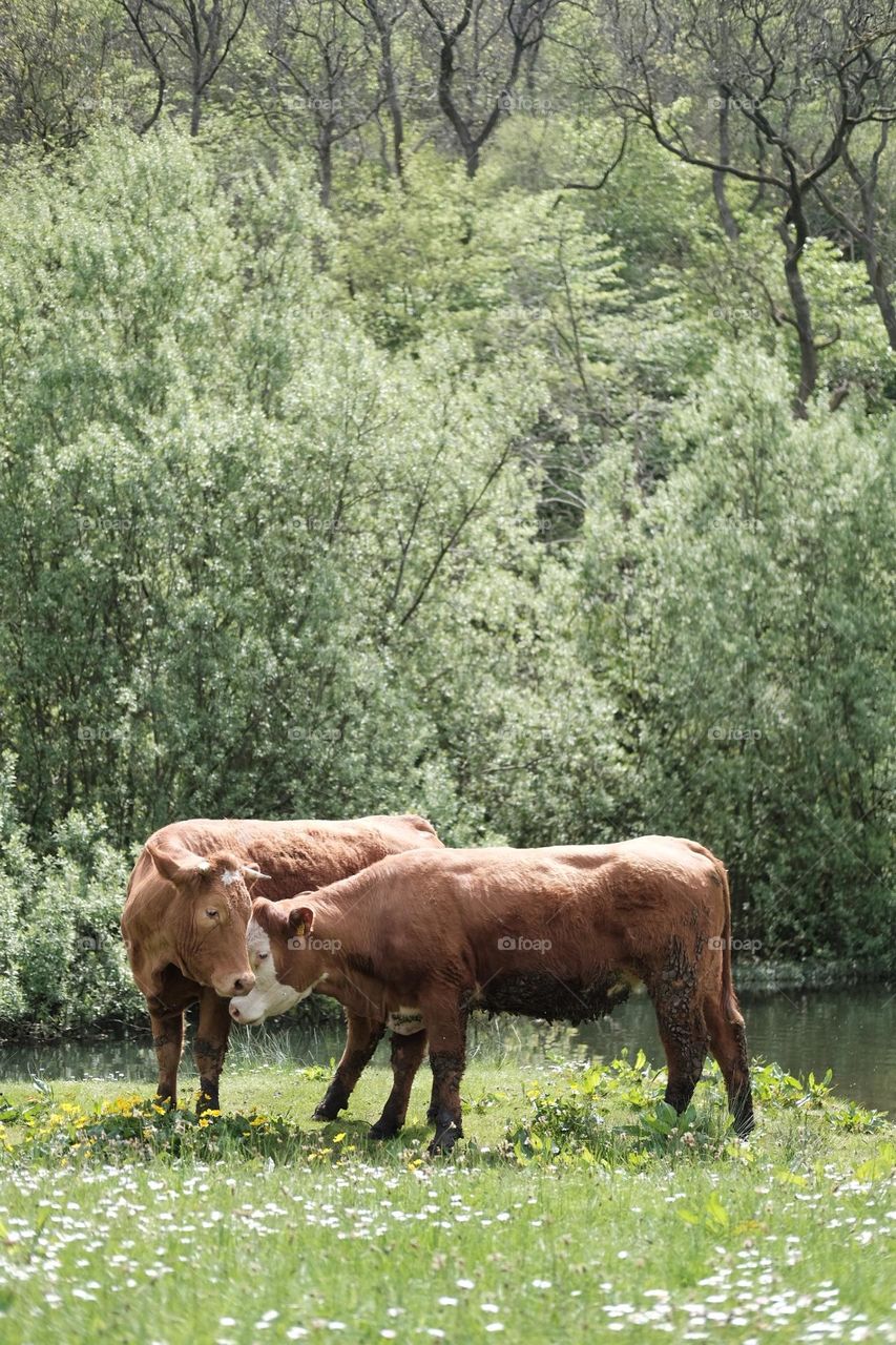 Lovely cows by the lake in Peak District