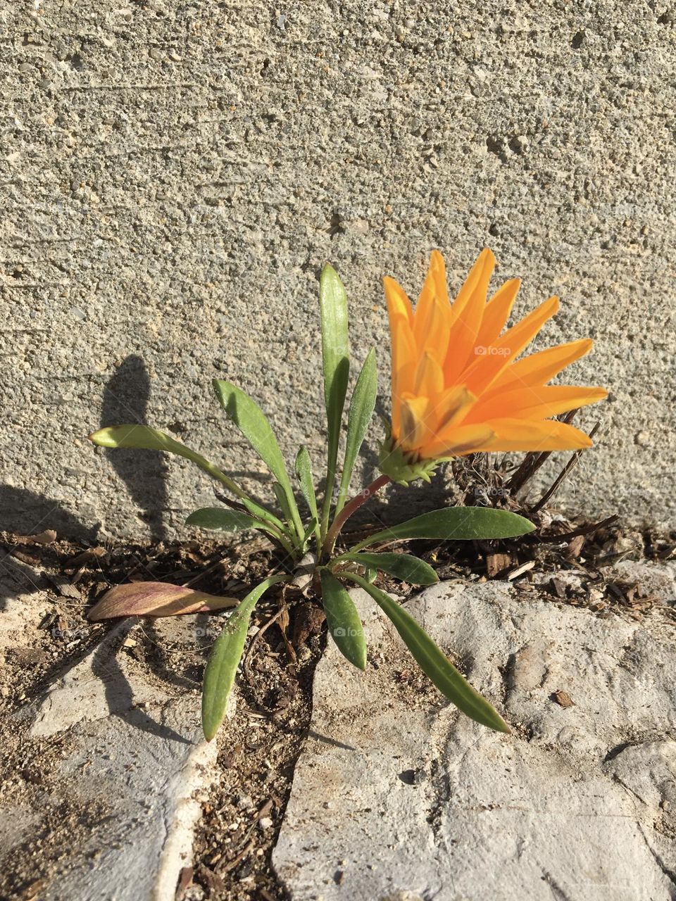 Opening Gazania flower on grey pavement 