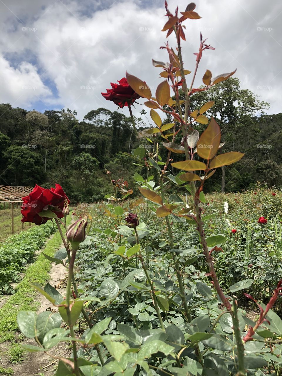 Rosa vermelha 