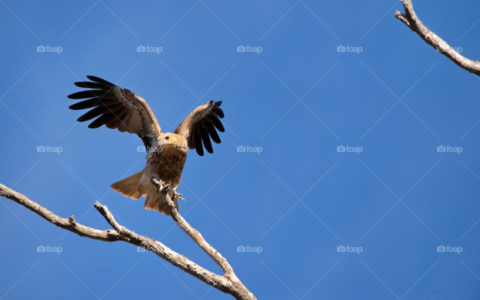 whistling kite about to take flight at a wetlands