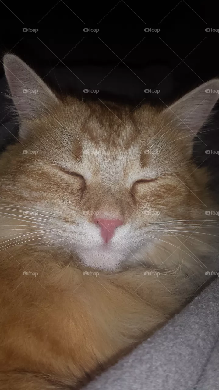 cat face