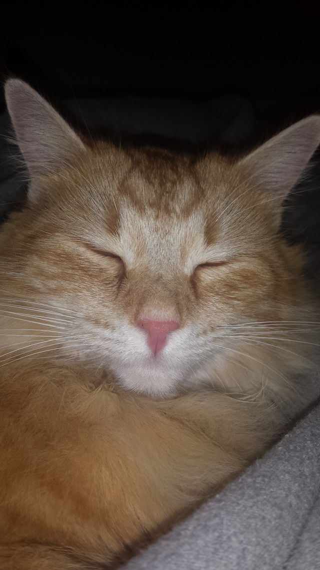 cat face