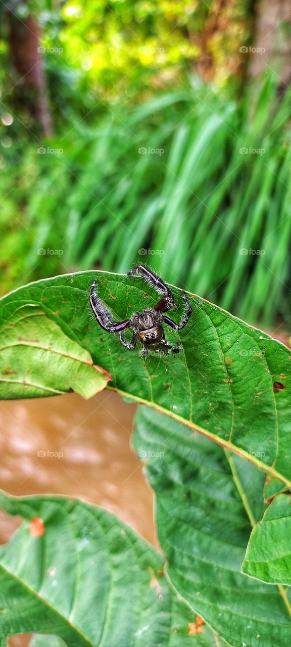 Black spider is on a green leaf