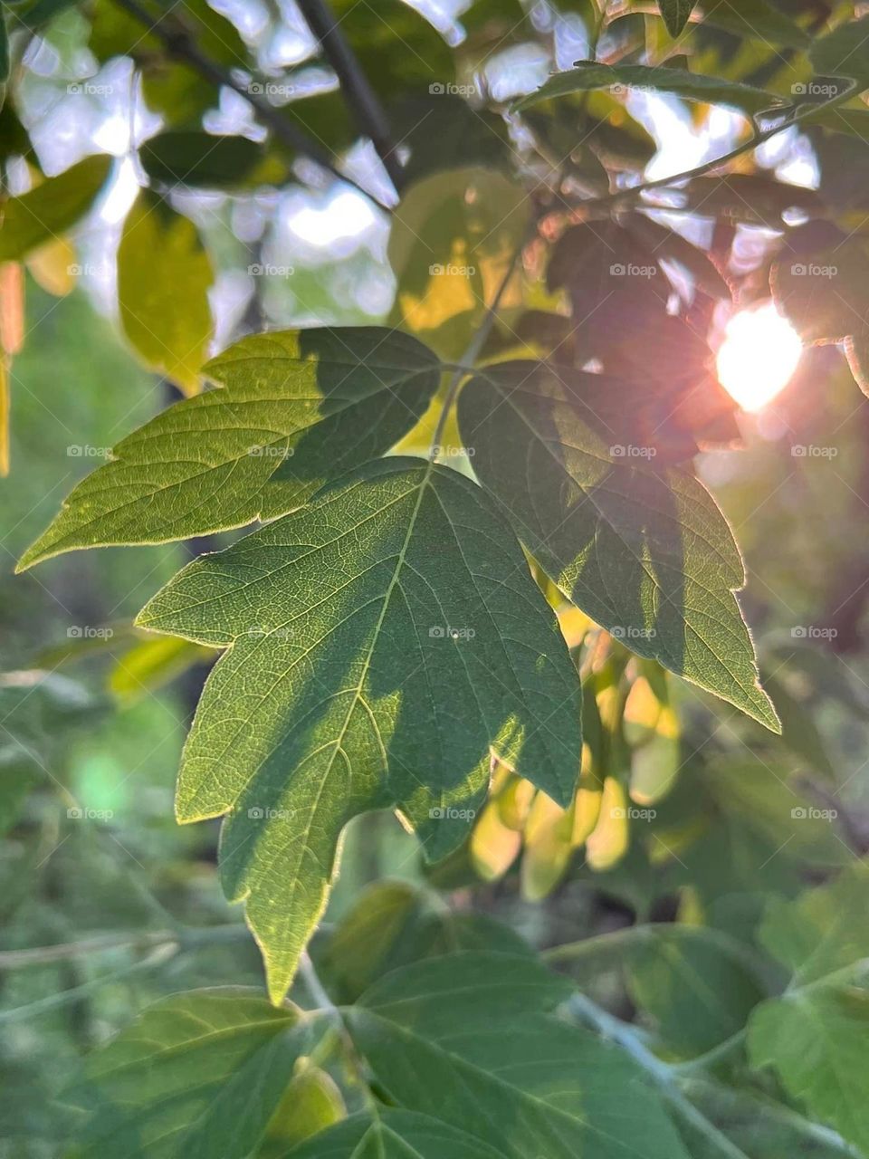 Leaves with the sun peeking through 