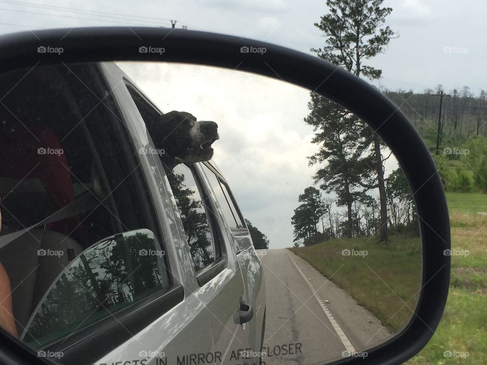 Wu Hound. What better than to hang nose out the window