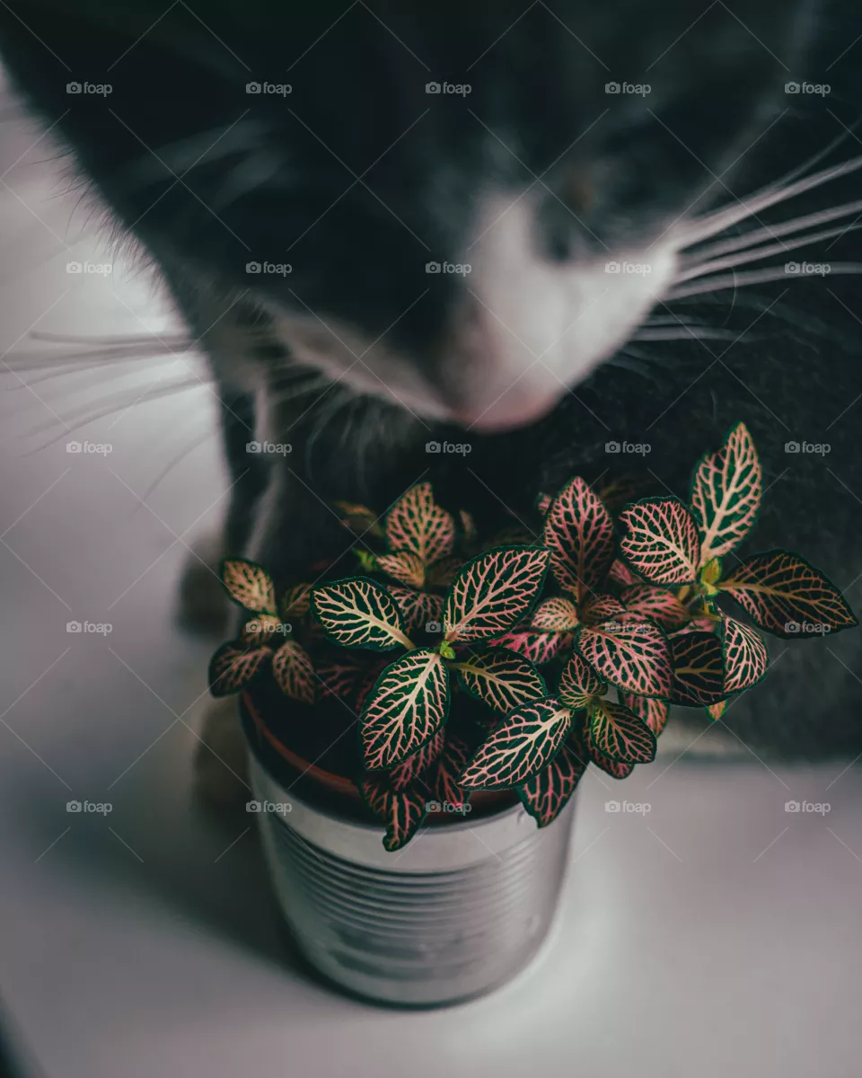 My cat guarding my fittonia