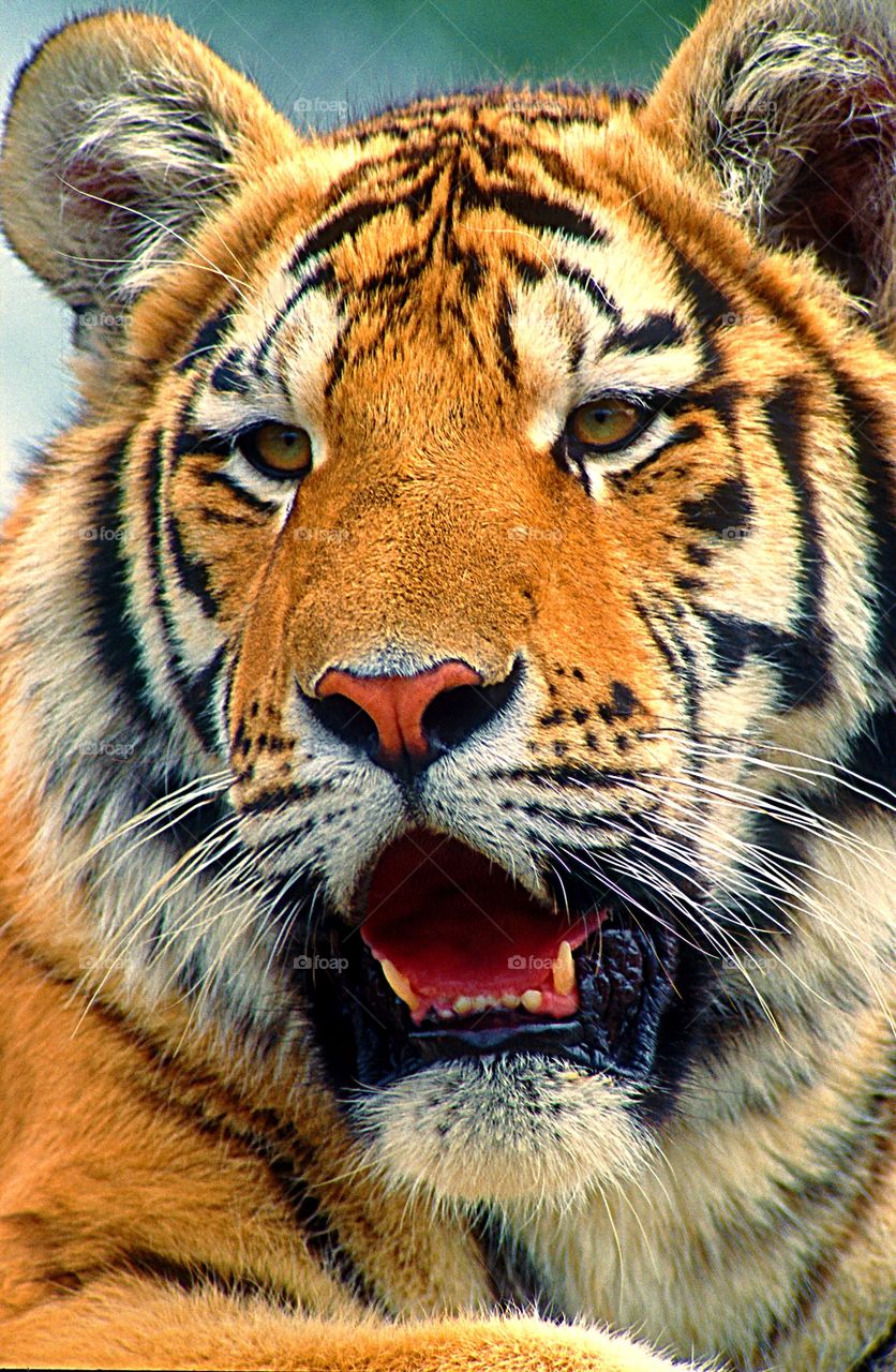 Close up facial portrait of a handsome Sumatran Tiger.
