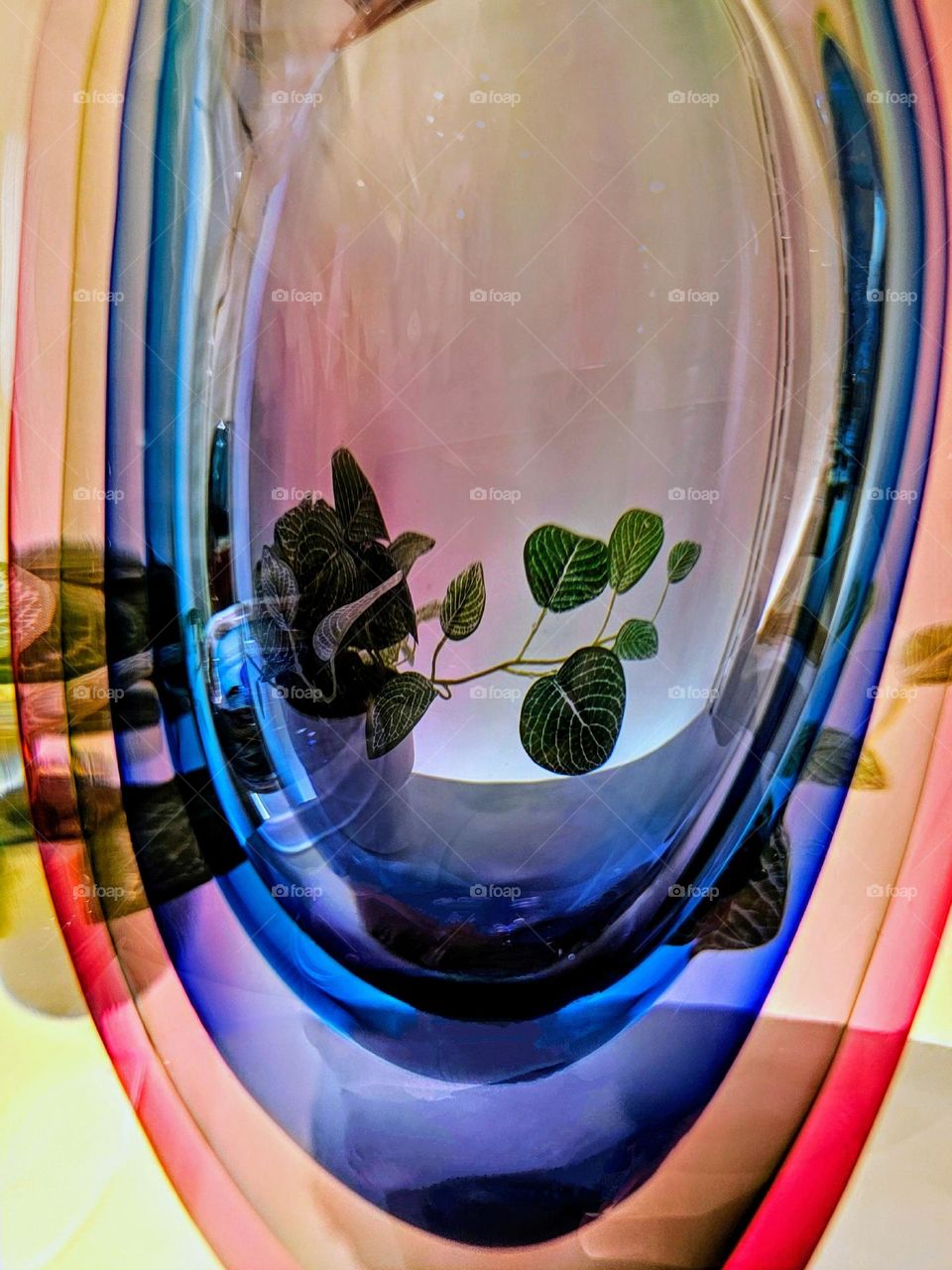 Outside or inside - plants outside being seen inside through a colorful vase