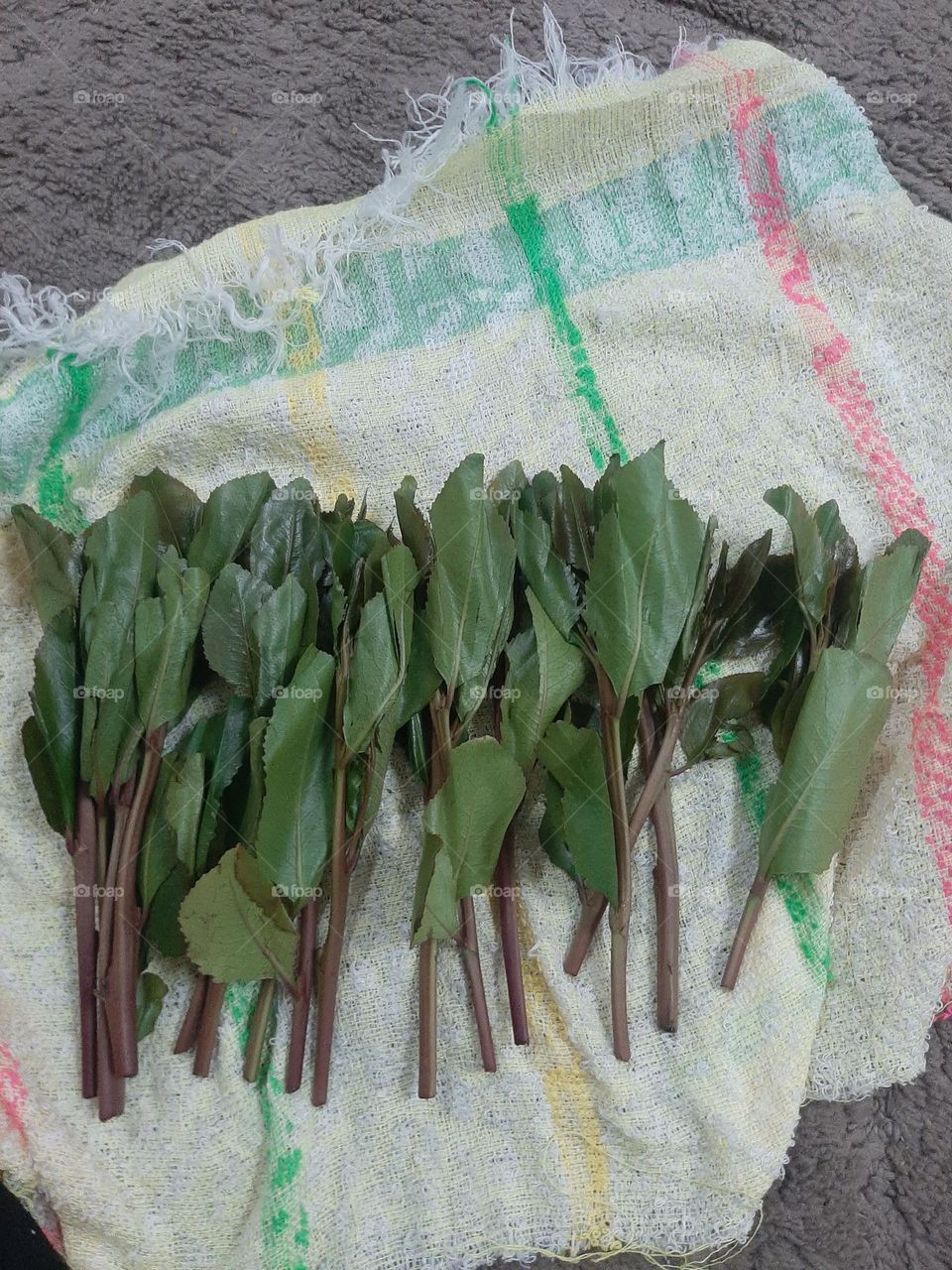 Please, I want you to support me, I need your help, I am poor, I need dollars, please