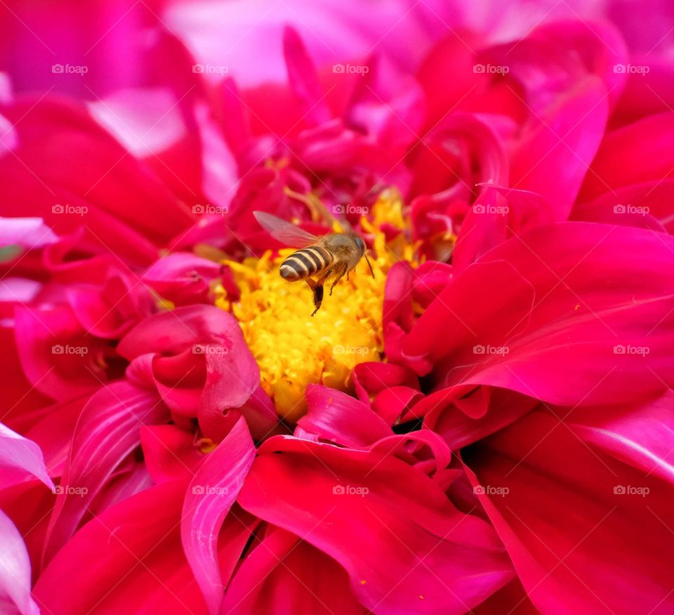 Bee with red flowers